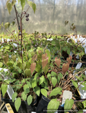 Epimedium x 'Flame Thrower', Flame Thrower Fairywings