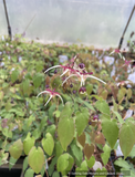 Epimedium x 'Flame Thrower', Flame Thrower Fairywings