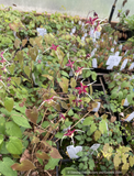 Epimedium x 'Flame Thrower', Flame Thrower Fairywings