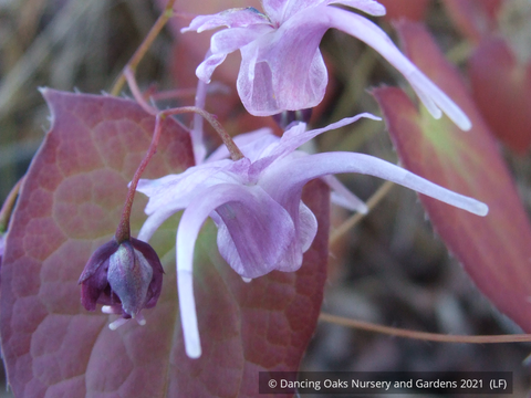 Perennials ~ Epimedium 'Lilac Cascade', Fairy Wings ~ Dancing Oaks Nursery and Gardens ~ Retail Nursery ~ Mail Order Nursery