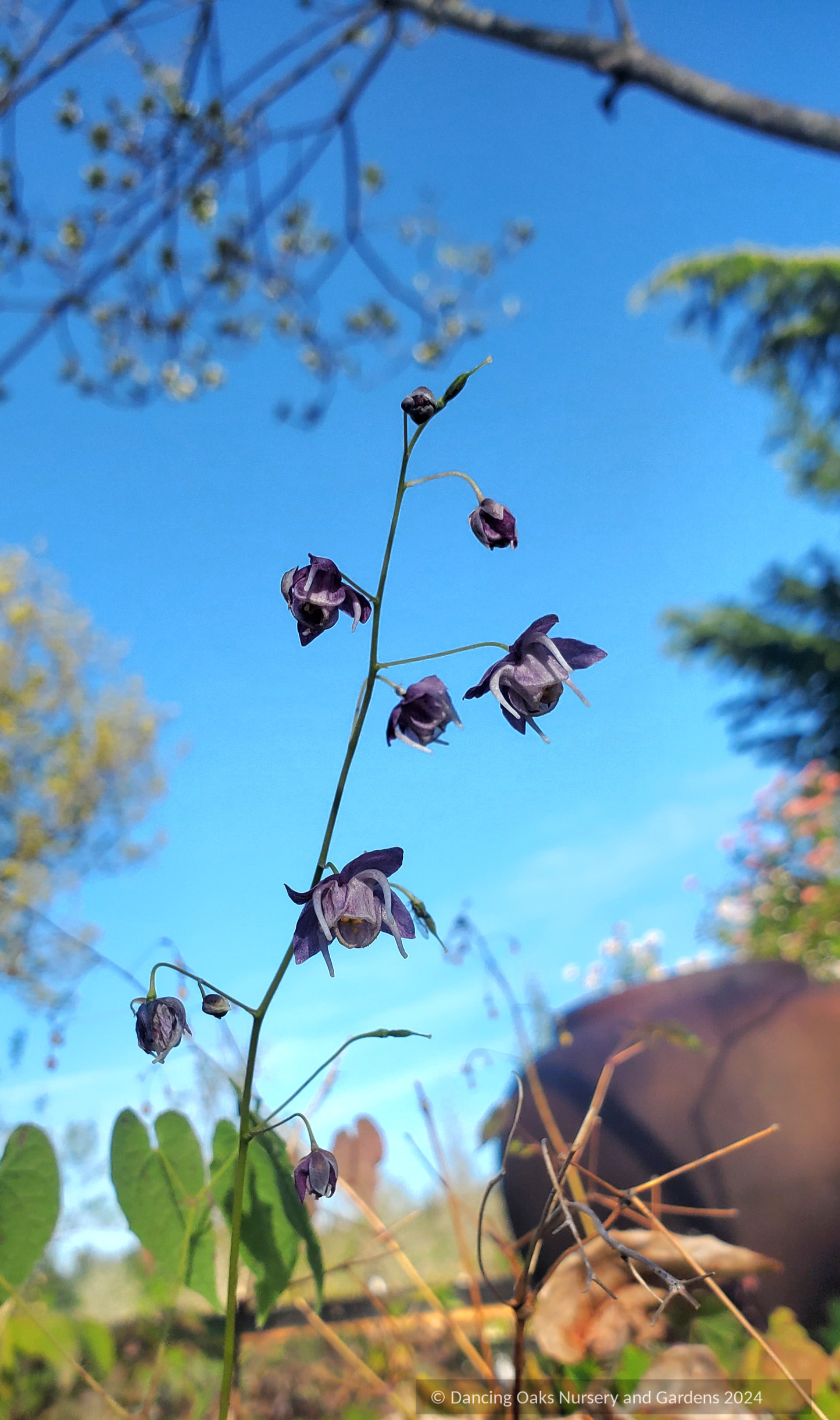 Perennials ~ Epimedium 'Melody'~ Dancing Oaks Nursery and Gardens ~ Retail Nursery ~ Mail Order Nursery