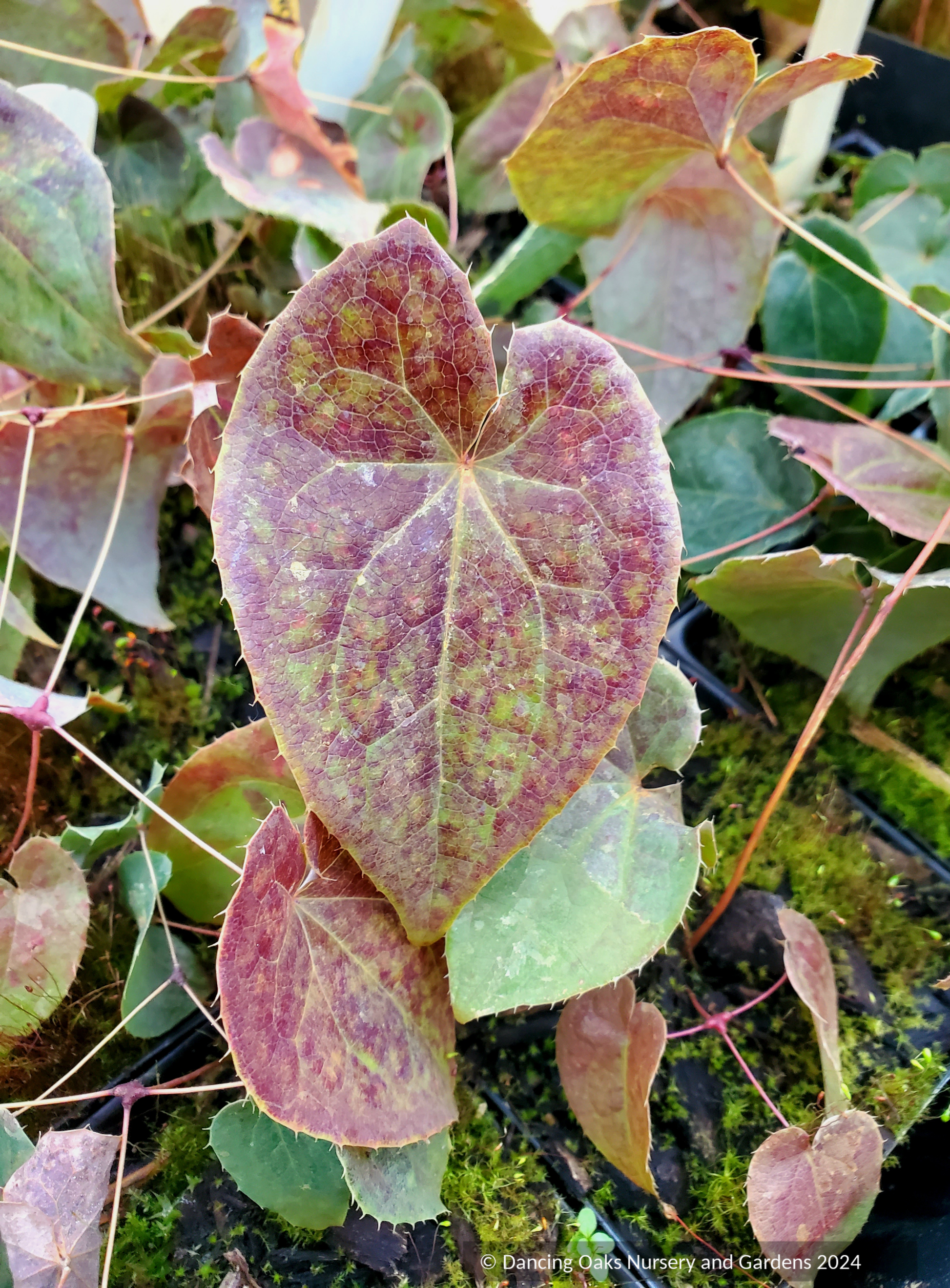 Perennials ~ Epimedium sempervirens 'Okuda's White', Barrenwort ~ Dancing Oaks Nursery and Gardens ~ Retail Nursery ~ Mail Order Nursery