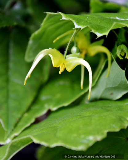 Perennials ~ Epimedium sp. nov. 'Simple Beauty', Barrenwort ~ Dancing Oaks Nursery and Gardens ~ Retail Nursery ~ Mail Order Nursery