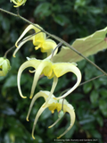 Perennials ~ Epimedium sp. nov. 'Simple Beauty', Barrenwort ~ Dancing Oaks Nursery and Gardens ~ Retail Nursery ~ Mail Order Nursery