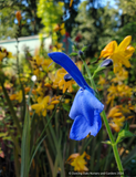 Salvia patens 'Guanajuato', Guanajuato Gentian Sage