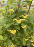 Perennials ~ Epimedium x 'Windfire', Barrenwort ~ Dancing Oaks Nursery and Gardens ~ Retail Nursery ~ Mail Order Nursery