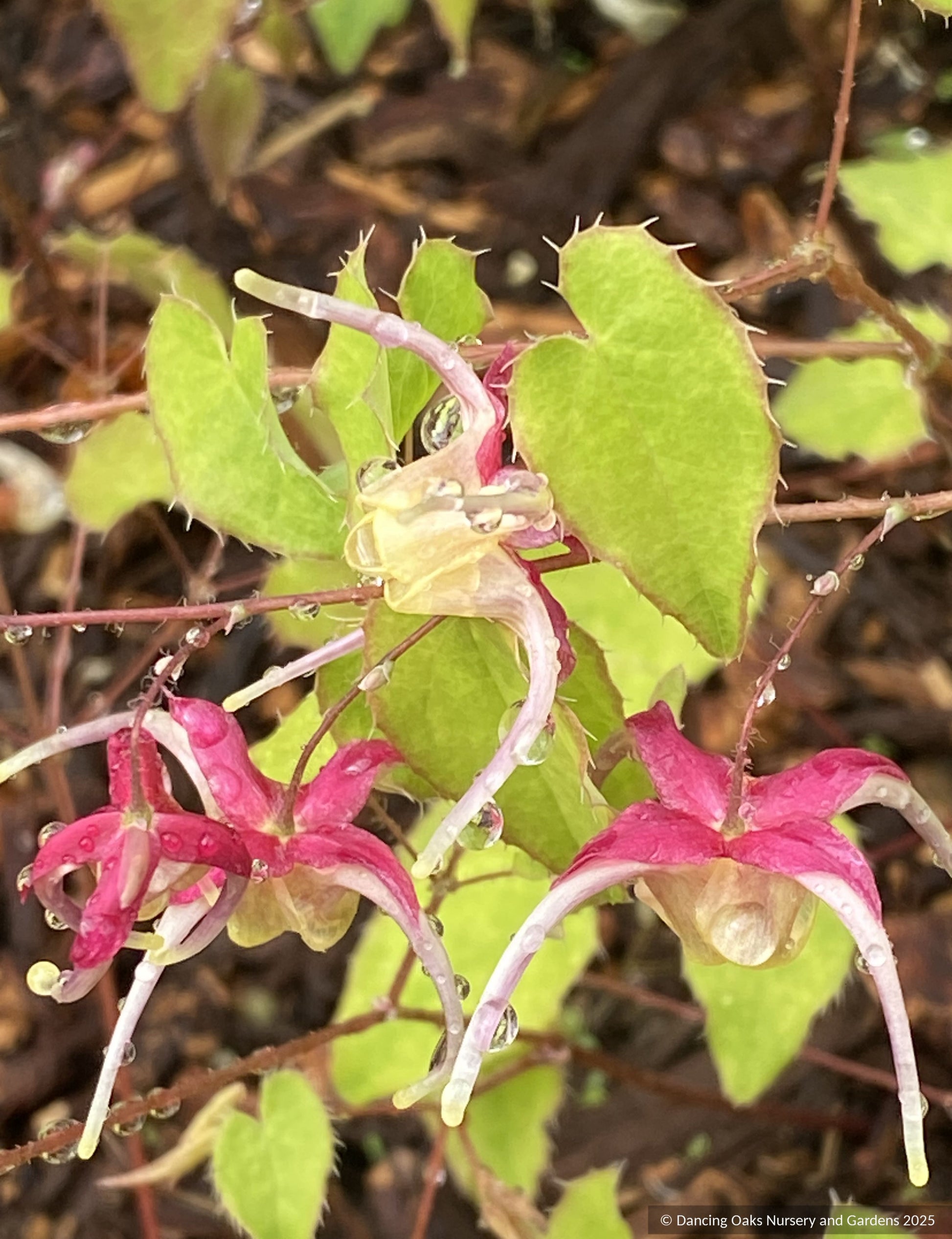 Perennials ~ Epimedium 'Yokihi', Fairy Wings or Barrenwort ~ Dancing Oaks Nursery and Gardens ~ Retail Nursery ~ Mail Order Nursery