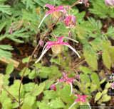 Perennials ~ Epimedium 'Yokihi', Fairy Wings or Barrenwort ~ Dancing Oaks Nursery and Gardens ~ Retail Nursery ~ Mail Order Nursery
