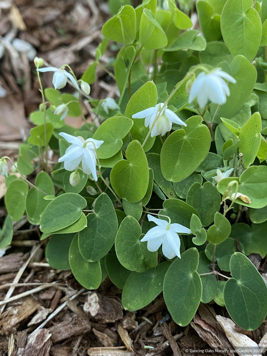 Perennials ~ Epimedium diphyllum 'Nanum', Barrenwort, Bishop's Hat ~ Dancing Oaks Nursery and Gardens ~ Retail Nursery ~ Mail Order Nursery