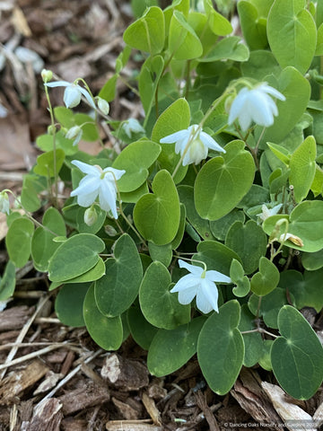 Perennials ~ Epimedium diphyllum 'Nanum', Barrenwort, Bishop's Hat ~ Dancing Oaks Nursery and Gardens ~ Retail Nursery ~ Mail Order Nursery