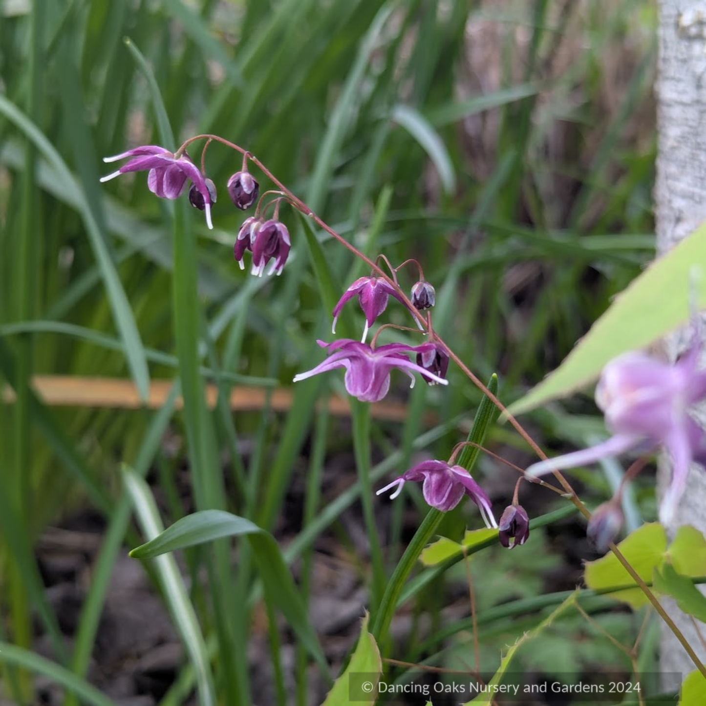 Perennials ~ Epimedium grandiflorum 'Dark Side', Barrenwort ~ Dancing Oaks Nursery and Gardens ~ Retail Nursery ~ Mail Order Nursery