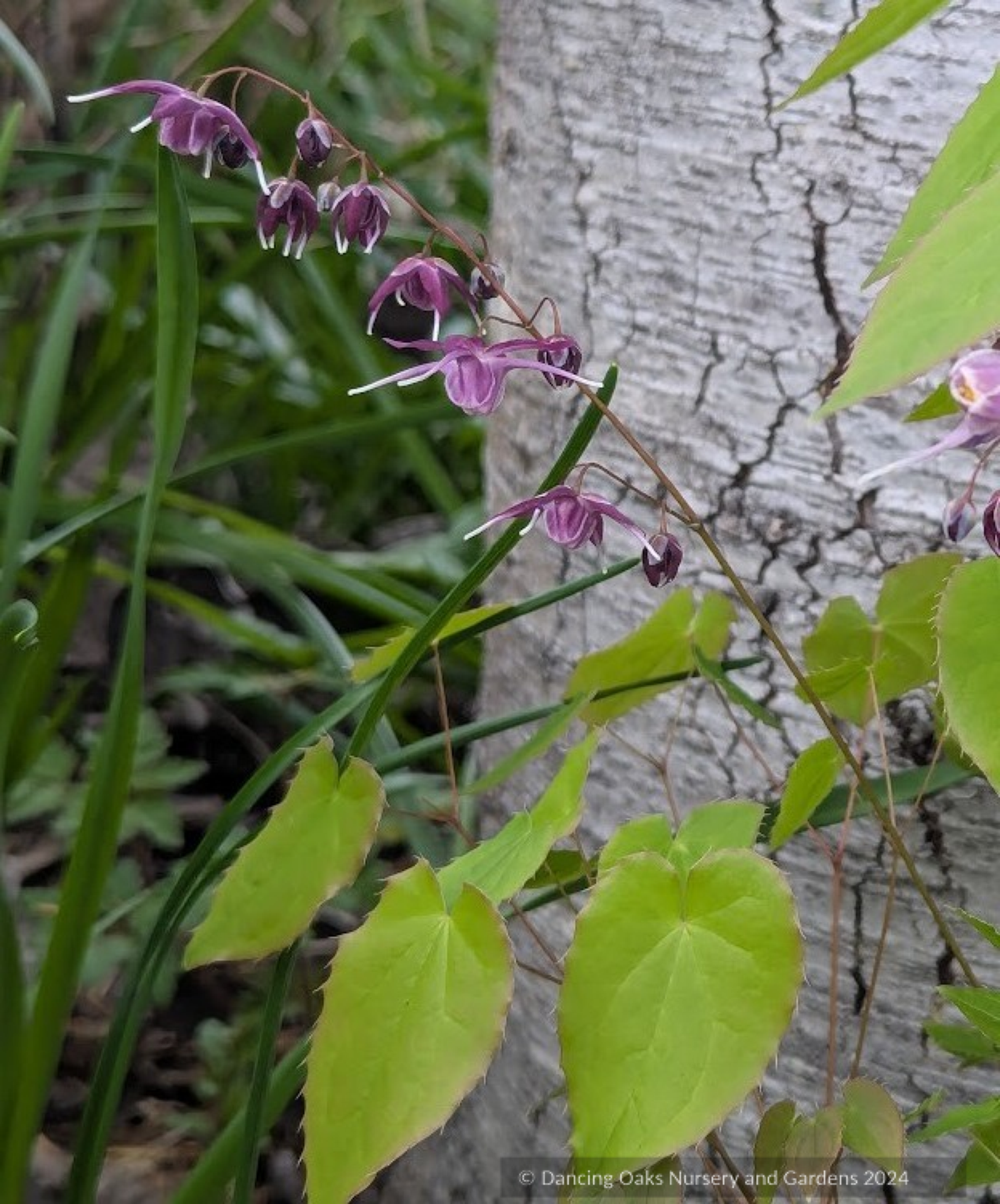Perennials ~ Epimedium grandiflorum 'Dark Side', Barrenwort ~ Dancing Oaks Nursery and Gardens ~ Retail Nursery ~ Mail Order Nursery