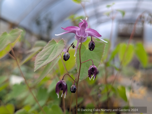 Perennials ~ Epimedium grandiflorum 'Dark Side', Barrenwort ~ Dancing Oaks Nursery and Gardens ~ Retail Nursery ~ Mail Order Nursery