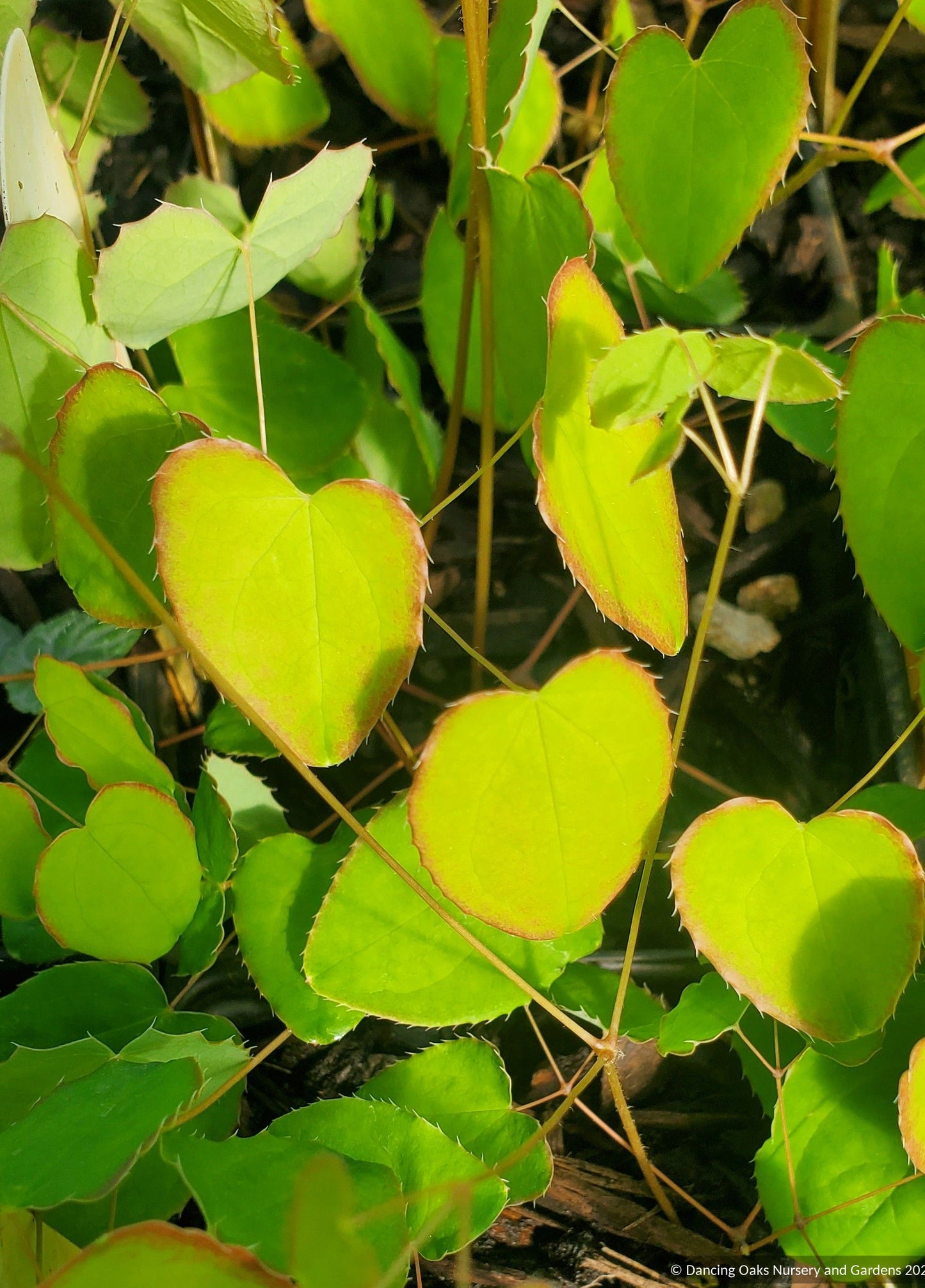 Epimedium grandiflorum 'Yellow Princess', Barrenwort