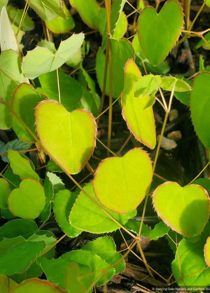 Epimedium grandiflorum 'Yellow Princess', Barrenwort
