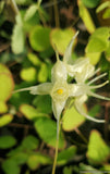 Epimedium grandiflorum 'Yellow Princess', Barrenwort