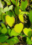 Epimedium grandiflorum 'Yellow Princess', Barrenwort