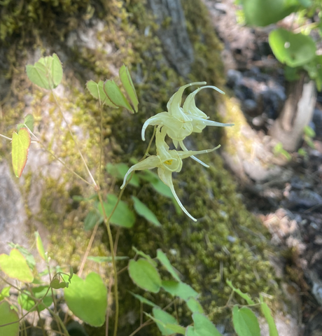 Perennials ~ Epimedium grandiflorum 'Yellow Princess', Barrenwort ~ Dancing Oaks Nursery and Gardens ~ Retail Nursery ~ Mail Order Nursery