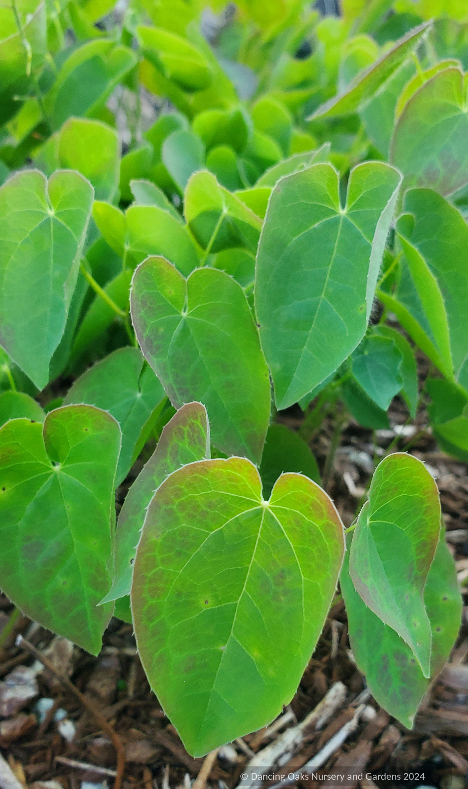 Perennials ~ Epimedium perralderianum, Barrenwort ~ Dancing Oaks Nursery and Gardens ~ Retail Nursery ~ Mail Order Nursery