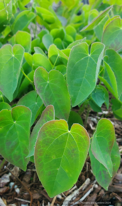 Perennials ~ Epimedium perralderianum, Barrenwort ~ Dancing Oaks Nursery and Gardens ~ Retail Nursery ~ Mail Order Nursery