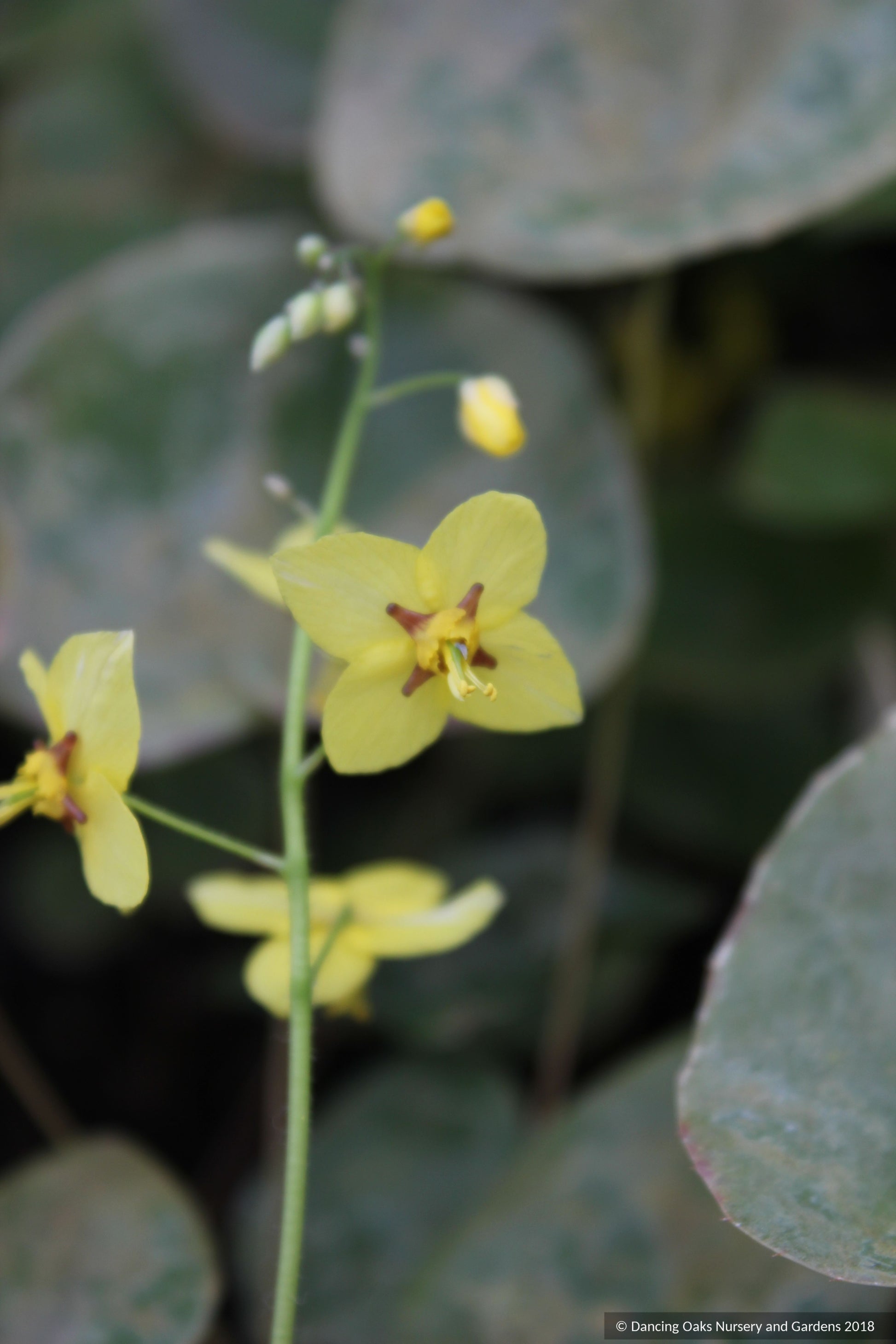 Perennials ~ Epimedium perralderianum, Barrenwort ~ Dancing Oaks Nursery and Gardens ~ Retail Nursery ~ Mail Order Nursery