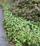 Perennials ~ Epimedium perralderianum, Barrenwort ~ Dancing Oaks Nursery and Gardens ~ Retail Nursery ~ Mail Order Nursery