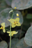 Perennials ~ Epimedium perralderianum, Barrenwort ~ Dancing Oaks Nursery and Gardens ~ Retail Nursery ~ Mail Order Nursery