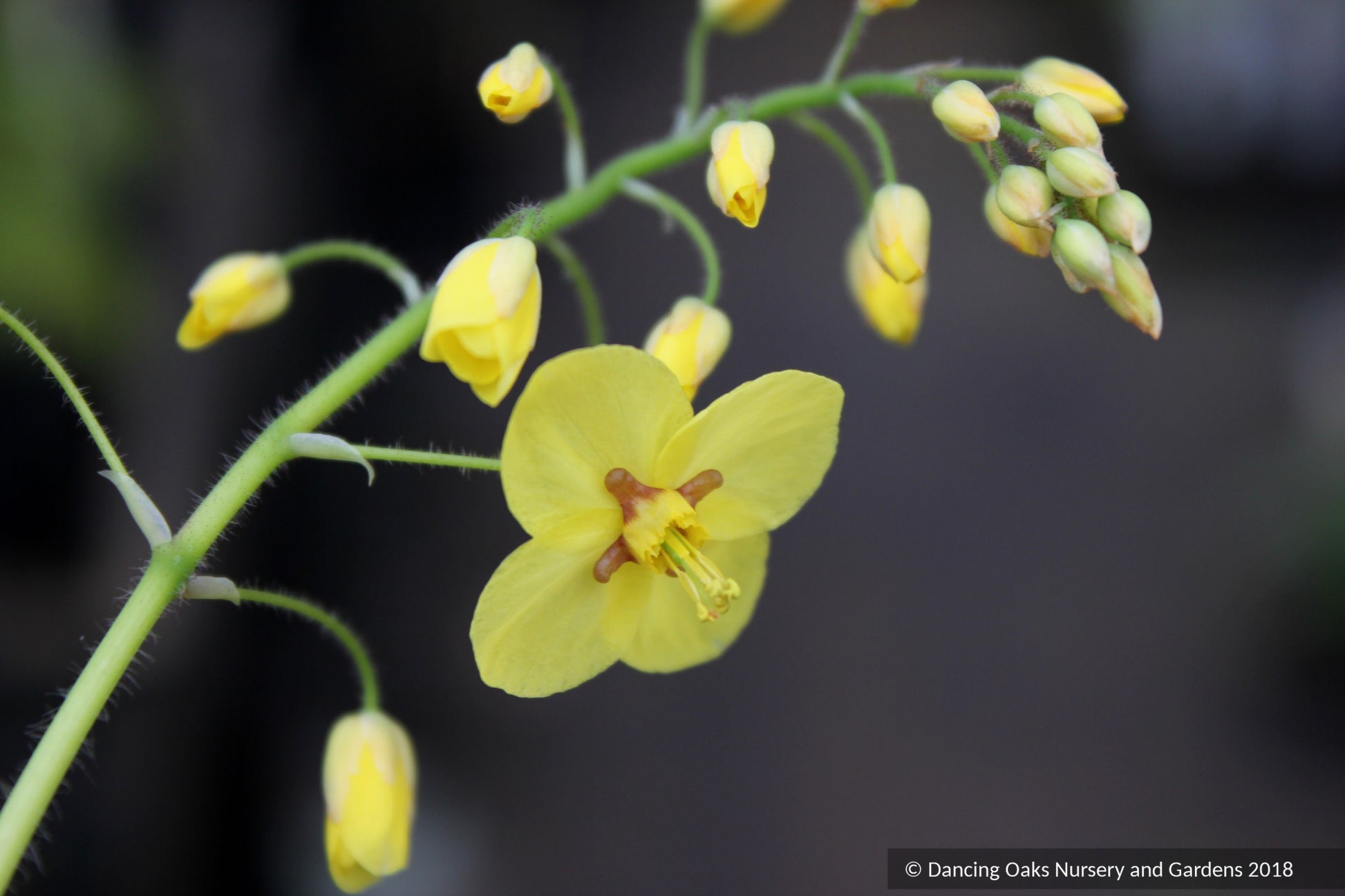 Perennials ~ Epimedium perralderianum, Barrenwort ~ Dancing Oaks Nursery and Gardens ~ Retail Nursery ~ Mail Order Nursery