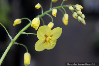Perennials ~ Epimedium perralderianum, Barrenwort ~ Dancing Oaks Nursery and Gardens ~ Retail Nursery ~ Mail Order Nursery