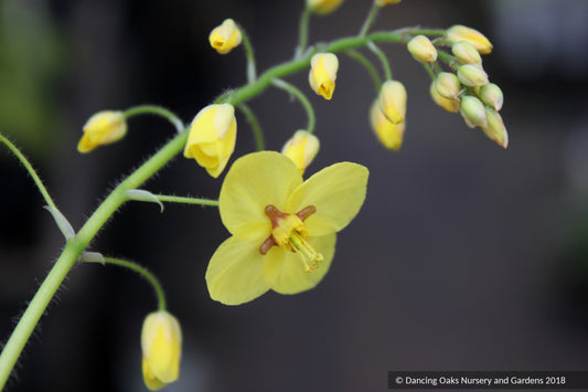 Perennials ~ Epimedium perralderianum, Barrenwort ~ Dancing Oaks Nursery and Gardens ~ Retail Nursery ~ Mail Order Nursery