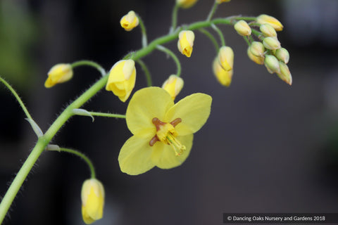 Perennials ~ Epimedium perralderianum, Barrenwort ~ Dancing Oaks Nursery and Gardens ~ Retail Nursery ~ Mail Order Nursery