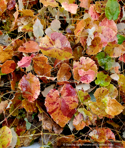 Perennials ~ Epimedium platypetalum, Barrenwort, Bishop's Hat ~ Dancing Oaks Nursery and Gardens ~ Retail Nursery ~ Mail Order Nursery