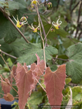 Perennials ~ Epimedium species, Barrenwort or Fairy Wings ~ Dancing Oaks Nursery and Gardens ~ Retail Nursery ~ Mail Order Nursery