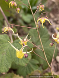 Perennials ~ Epimedium species, Barrenwort or Fairy Wings ~ Dancing Oaks Nursery and Gardens ~ Retail Nursery ~ Mail Order Nursery