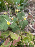 Perennials ~ Epimedium species, Barrenwort or Fairy Wings ~ Dancing Oaks Nursery and Gardens ~ Retail Nursery ~ Mail Order Nursery