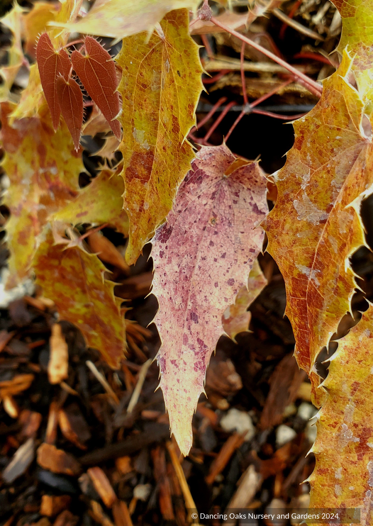 Perennials ~ Epimedium species, Barrenwort or Fairy Wings ~ Dancing Oaks Nursery and Gardens ~ Retail Nursery ~ Mail Order Nursery