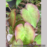 Perennials ~ Epimedium x versicolor 'Strawberry Blush', Barrenwort ~ Dancing Oaks Nursery and Gardens ~ Retail Nursery ~ Mail Order Nursery