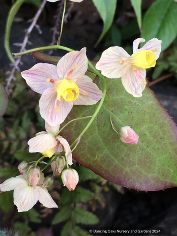 Perennials ~ Epimedium x versicolor 'Strawberry Blush', Barrenwort ~ Dancing Oaks Nursery and Gardens ~ Retail Nursery ~ Mail Order Nursery