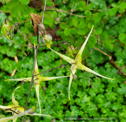 Perennials ~ Epimedium wushanense 'Spine Tingler', Barrenwort ~ Dancing Oaks Nursery and Gardens ~ Retail Nursery ~ Mail Order Nursery