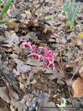 Perennials ~ Epimedium 'Hot Lips', Barrenwort ~ Dancing Oaks Nursery and Gardens ~ Retail Nursery ~ Mail Order Nursery