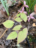 Perennials ~ Epimedium 'Hot Lips', Barrenwort ~ Dancing Oaks Nursery and Gardens ~ Retail Nursery ~ Mail Order Nursery