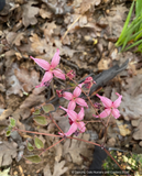 Perennials ~ Epimedium 'Hot Lips', Barrenwort ~ Dancing Oaks Nursery and Gardens ~ Retail Nursery ~ Mail Order Nursery