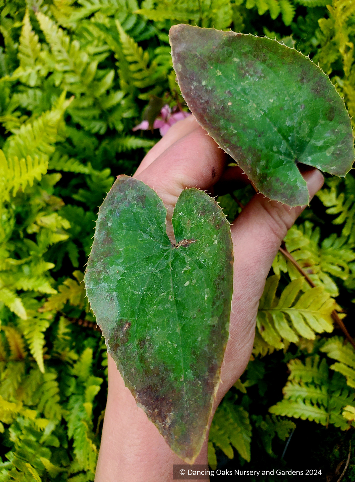 Perennials ~ Epimedium 'Hot Lips', Fairy Wings~ Dancing Oaks Nursery and Gardens ~ Retail Nursery ~ Mail Order Nursery