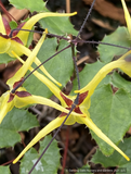 Perennials ~ Epimedium x 'Windfire', Barrenwort ~ Dancing Oaks Nursery and Gardens ~ Retail Nursery ~ Mail Order Nursery