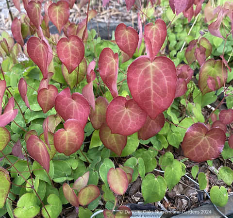 Perennials ~ Epimedium x versicolor 'Strawberry Blush', Barrenwort ~ Dancing Oaks Nursery and Gardens ~ Retail Nursery ~ Mail Order Nursery
