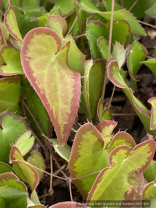 Perennials ~ Epimedium x youngianum 'White Cloud', Fairy Wings ~ Dancing Oaks Nursery and Gardens ~ Retail Nursery ~ Mail Order Nursery