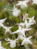 Perennials ~ Epimedium x youngianum 'White Cloud', Fairy Wings ~ Dancing Oaks Nursery and Gardens ~ Retail Nursery ~ Mail Order Nursery