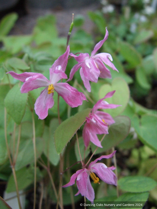 Perennials ~ Epimedium x youngianum 'Beni-kujaku' ~ Dancing Oaks Nursery and Gardens ~ Retail Nursery ~ Mail Order Nursery
