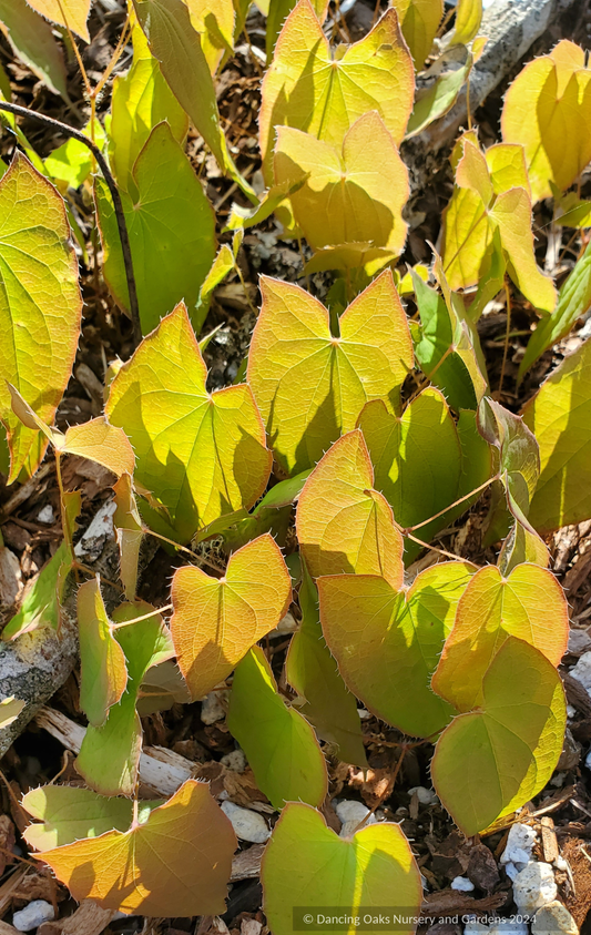 Epimedium sempervirens 'Secret Arrow', Barrenwort