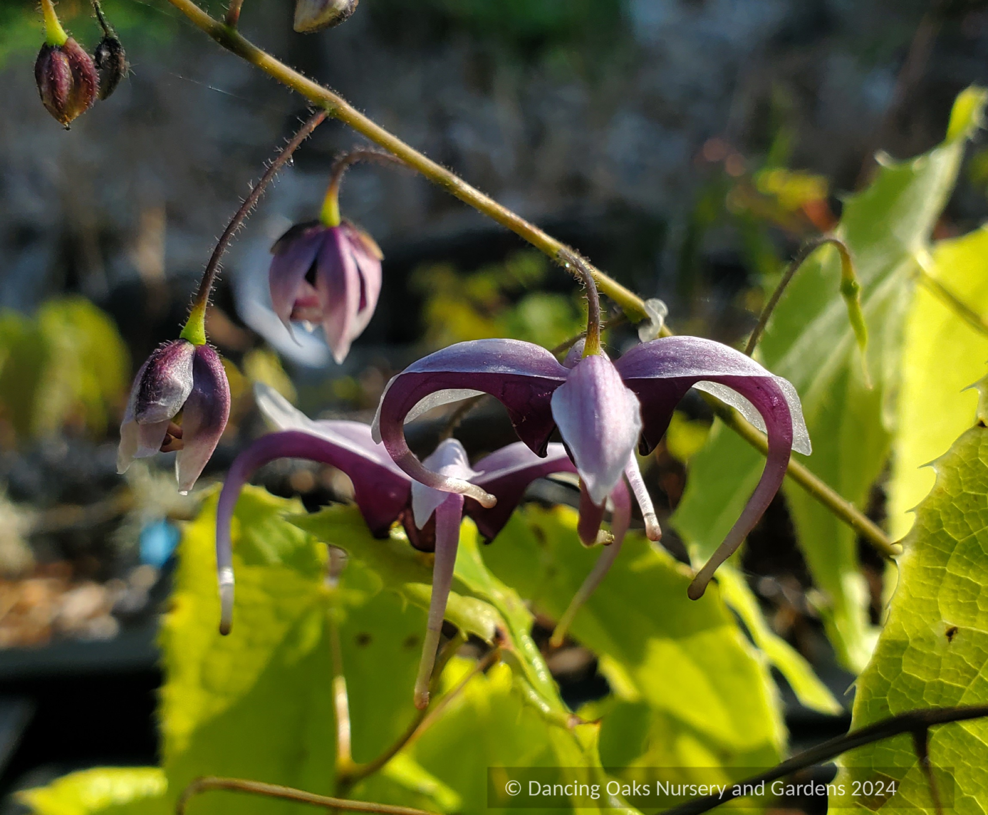 Perennials ~ Epimedium zhushanense, Barrenwort ~ Dancing Oaks Nursery and Gardens ~ Retail Nursery ~ Mail Order Nursery